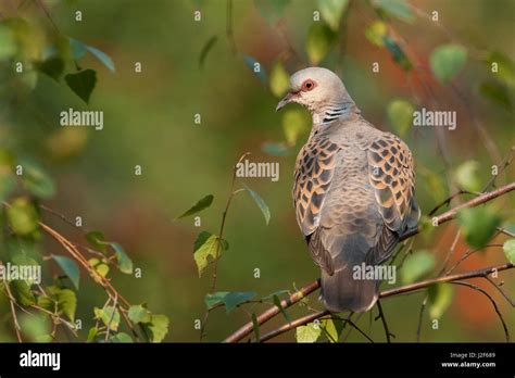 Turtle dove (Streptopelia turtur) in breeding habitat Stock Photo - Alamy