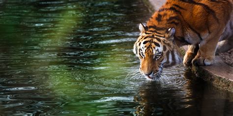 1366x768 Tiger 4k 1366x768 Resolution HD 4k Wallpapers, Images ...