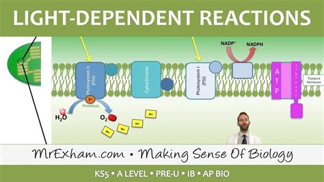 Photosynthesis - Light-dependent Stage - Post 16 Biology (A Level, Pre ...