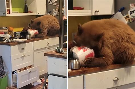 Bear caught eating KFC bucket on man's counter in video