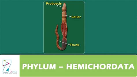 PHYLUM – HEMICHORDATA - YouTube