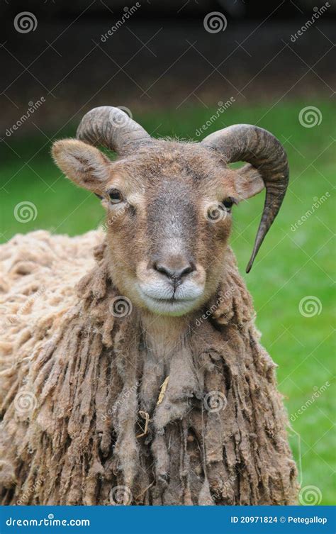 Soay Sheep stock photo. Image of breed, horn, livestock - 20971824