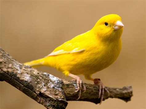 Yellow Canary Facts, Pet Care, Behavior, Diet, Price, Pictures