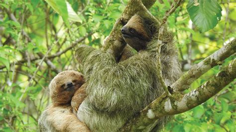 Jungle Life Costa Rica – Rainforest Tours – Bitzu Dome