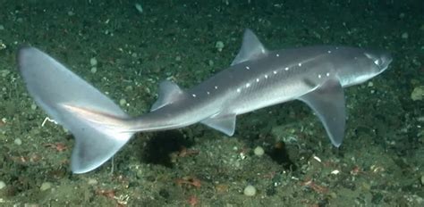 Pacific spiny dogfish - Facts, Diet, Habitat & Pictures on Animalia.bio