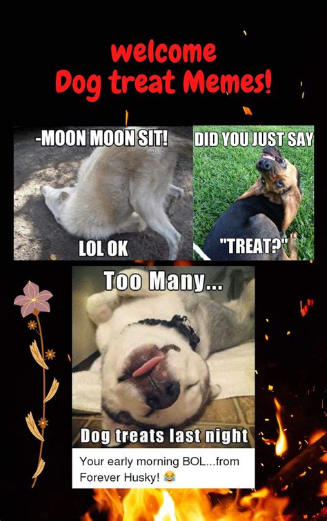 The Dog Treat Memes Book - Viral Dog Jokes: Dog Memes, Funny Memes ...