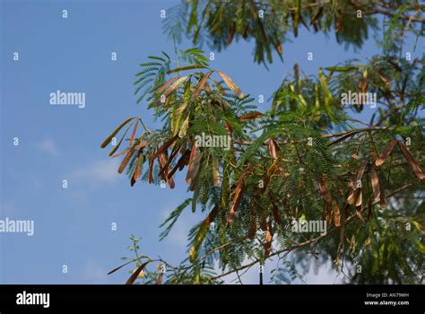 Seed pods of the Acacia tree Stock Photo - Alamy