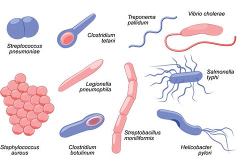 Bacterias | ¿Qué es la microbiología? | Natuurondernemer