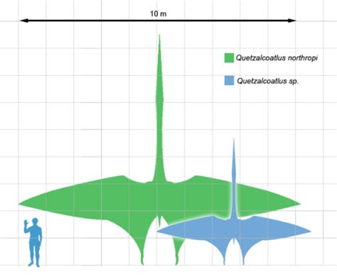 explicadinho: Quetzalcoatlus, the largest known flying animal ever, was ...