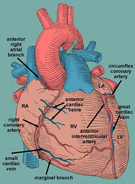 Right marginal branch of right coronary artery - Wikipedia