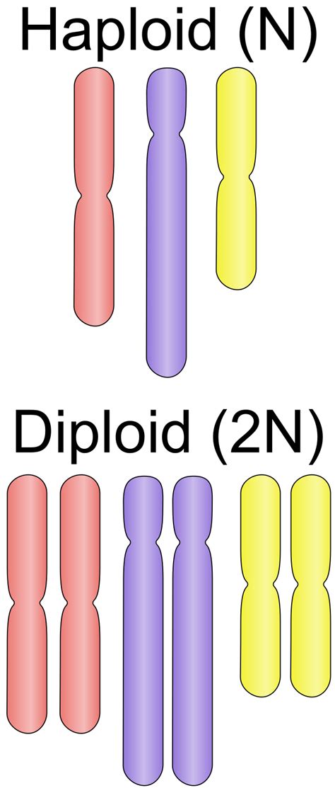 File:Haploid vs diploid.svg - Wikimedia Commons