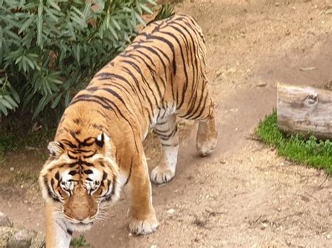 Gaziantep Zoo - 2021 Tours & Tickets | All You Need to Know Before You ...