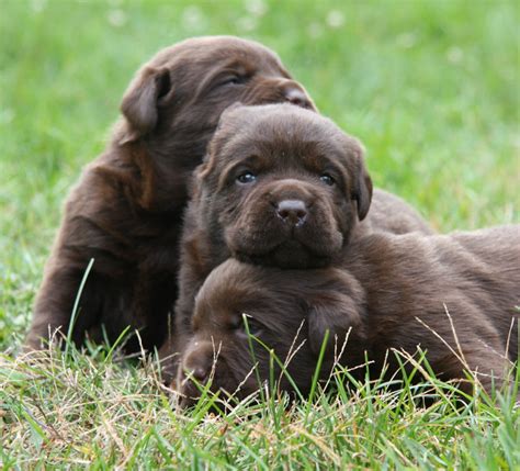 Chocolate Lab Retriever Breeders | Hidden Pond Labradors