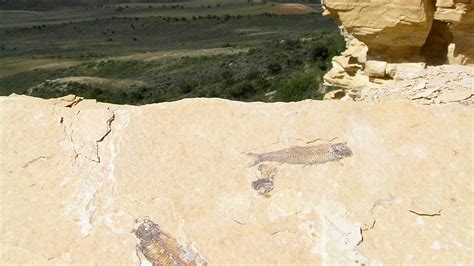 Fossil Butte · National Parks Conservation Association