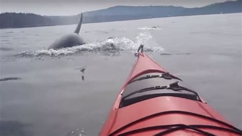 Orca pod surrounds kayaker near San Juan Island | CBC News