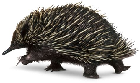 Mammals That Lay Eggs | Echidnas Facts | DK Find Out