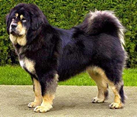 Beautiful Tibetan Mastiff dog photo and wallpaper. Beautiful Beautiful ...