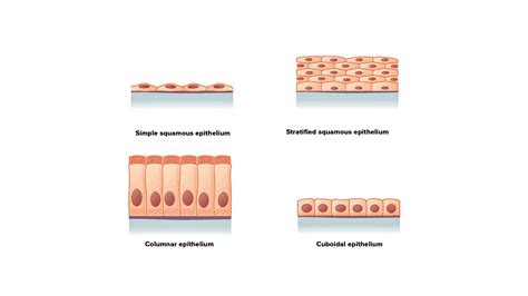 Describe the structure and function of different types of epithelial ...