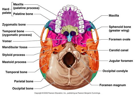 Parts Of Skull Inferior View