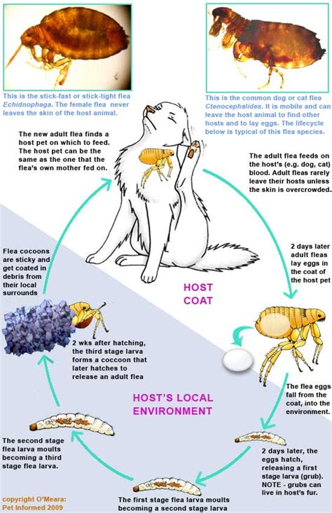 The Flea Life Cycle and How it Guides Flea Control and Prevention.