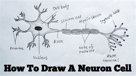 How To Draw Neuron Cell Easy/draw nervous system easy - YouTube