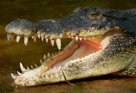 'Predator crocodile' with knife-like teeth that predates dinosaurs ...