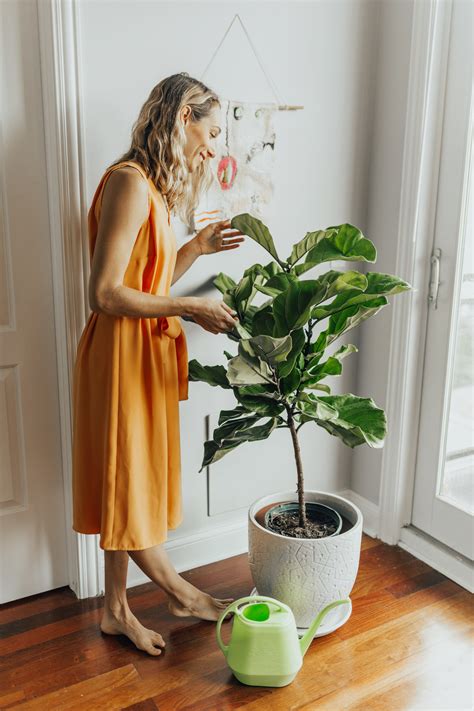 8 Essential Tips for Fiddle Leaf Fig Tree Care, from an Expert