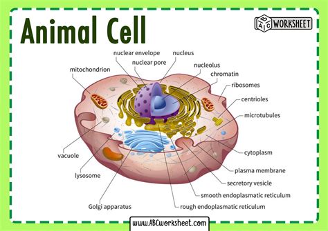 Animal Cell Parts Labeled: Exploring The Intricacies Of The Building ...