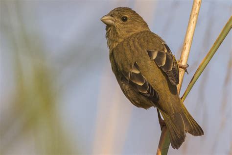 Common rosefinch (Erythrina erythrina)