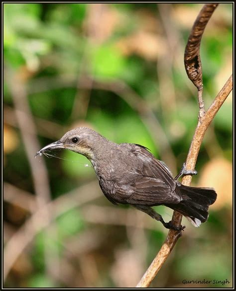 Female purple sunbird - a photo on Flickriver