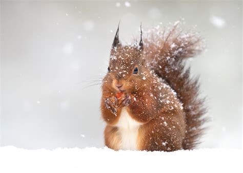 Red Squirrel - Facts and Beyond | Biology Dictionary