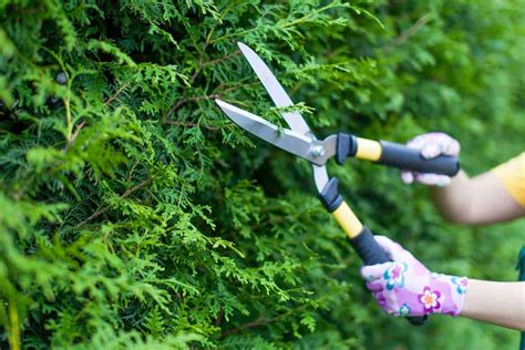 Best Long-Handled Garden Shears [12 Shopping Suggestions]