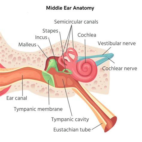 The Anatomy of the Middle Ear - AudioCardio - Sound Therapy and Hearing ...