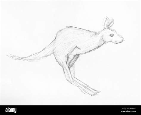 sketch of jumping kangaroo hand-drawn by black pencil on white paper ...