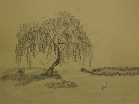 Willow Tree Pencil Drawing