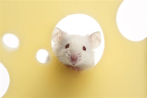 Why Do Mice Like Cheese? | Knockout Pest Control