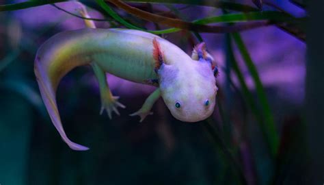 Purple Axolotl