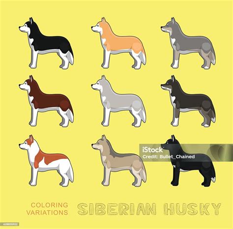 Anjing Siberia Husky Mewarnai Variasi Ilustrasi Vektor Ilustrasi Stok ...