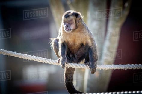 A Tufted Capuchin monkey walking on a rope in the sunshine - Stock ...