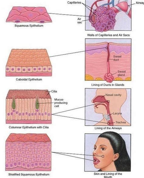 Epithelium | Basic anatomy and physiology, Medical anatomy, Anatomy and ...