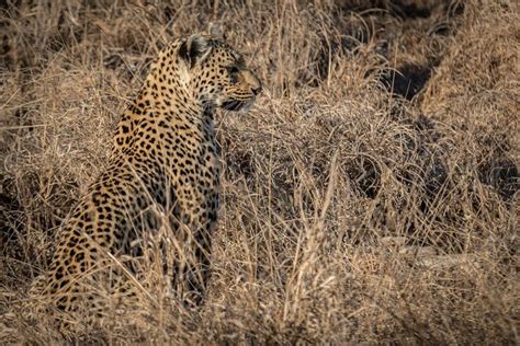 Camouflage Leopard Photo | Animals are beautiful people, Wild cats, Pet ...