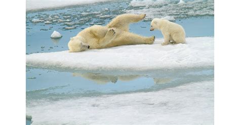 International Polar Bear Day Spreads Awareness of Polar Bear ...