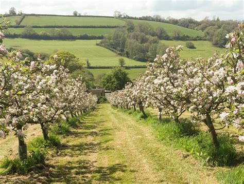 Orchard Organic Farm - Organic Farm with Timber Tent Facilities