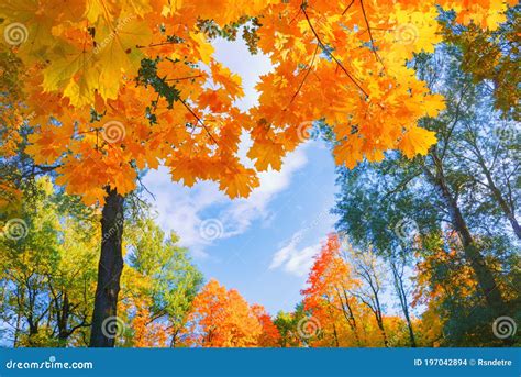 Autumn Background Landscape. Yellow Color Tree, Red Orange Foliage in ...