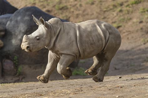 Southern White Rhino Baby 'Future' Now on Exhibit at Safari Park ...