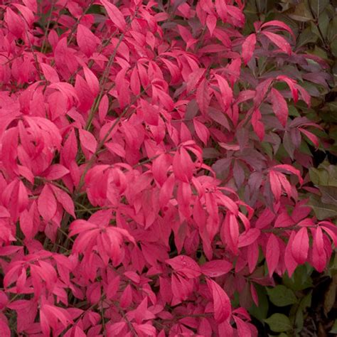 Unforgettable Fire® - Burning Bush - Euonymus alatus | Proven Winners