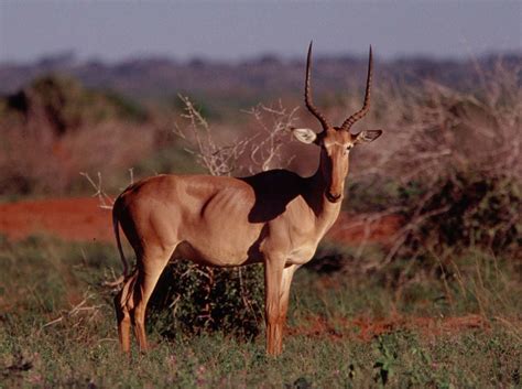 The Hirola, Beatragus hunteri, is listed as ‘CRITICALLY ENDANGERED ...