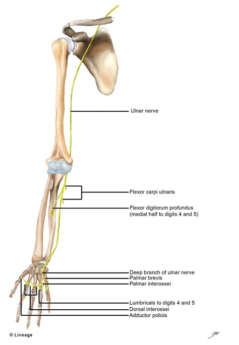 Ulnar Nerve Sensory Distribution