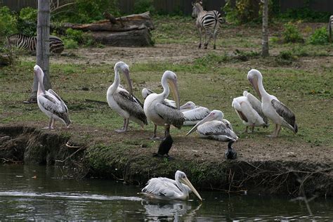 Pelican Animals Of Audubon Zoo New Orleans Louisiana Photograph by Sean ...