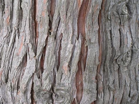 Edit free photo of Cedar,tree,bark,trunk,chamaecyparis - needpix.com